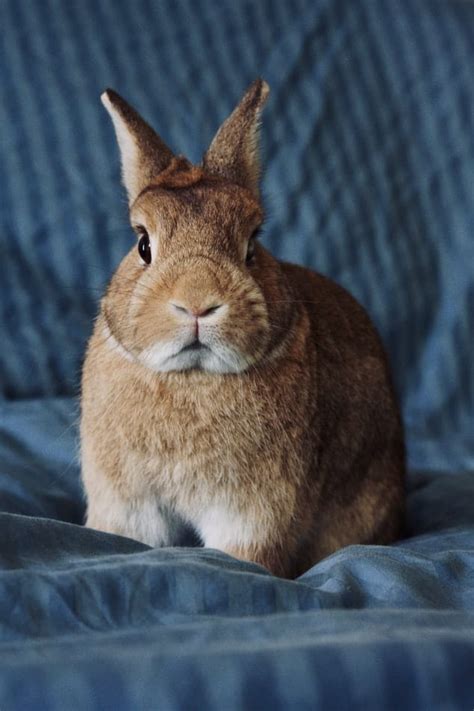 Netherland Dwarf Rabbit Facts Lifespan And More