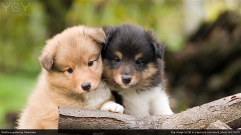 Puppy Wallpapers And Screensavers 42 Images