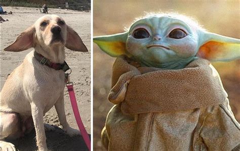 People Are Posting Their Dogs Look Alikes For An Online Challenge 92
