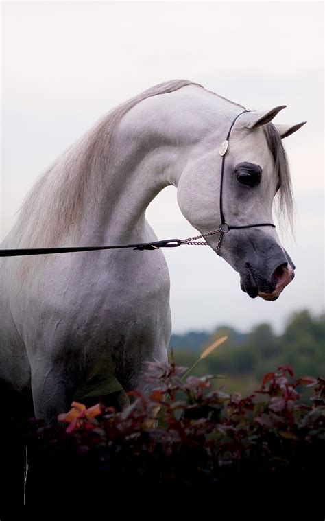 Al Saqran Arabian Horse Stud Arabian Horse Magazine