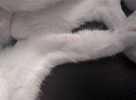 Questions About Ongoing Treatment For Feline Miliary Dermatitis Askvet