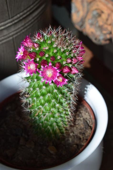 Small Pink Flowers On A Tiny Barrel Cactus Stock Image Image Of Food