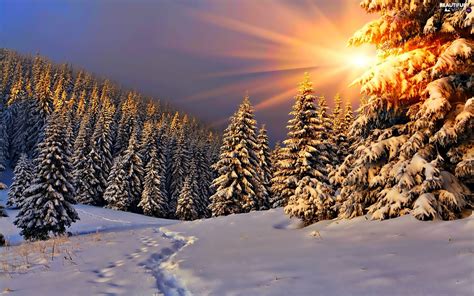 Forest Spruces Traces Rays Glamour Snow Winter Sun