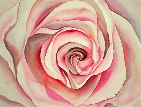 Shirin S Fine Art Pink Rose