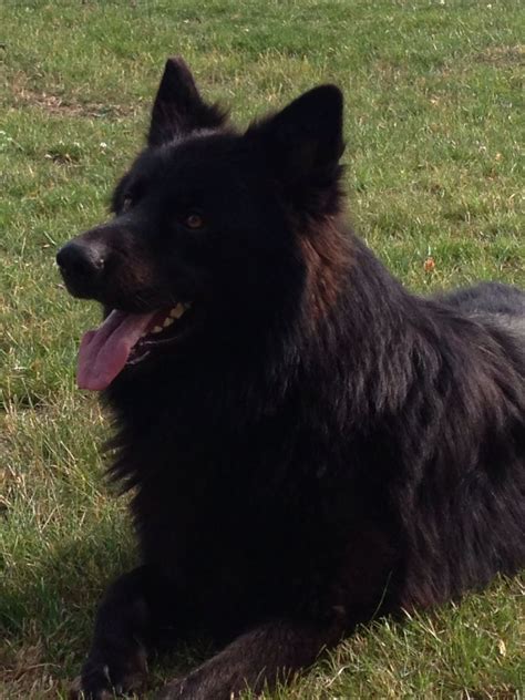 Panting black long haired dog royalty free stock images. Pedigree Black long hair German Shepherd for sale ...