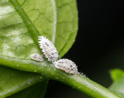 Small White Bugs On Houseplant