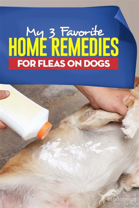 My 3 Favorite Home Remedies For Fleas On Dogs Natural And Safe