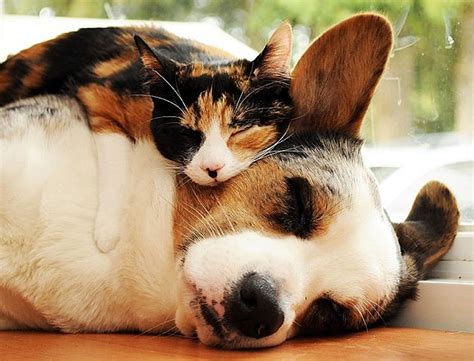 Animals Cuddling Are The Cutest Things Youll See Today