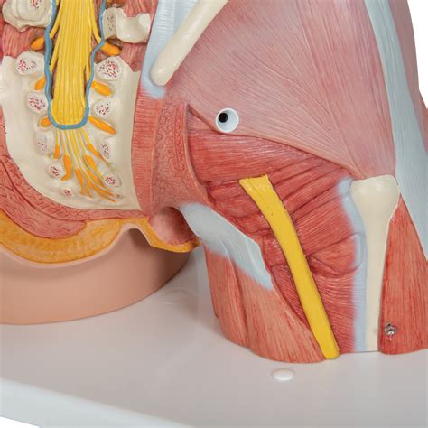 The torso or trunk is an anatomical term for the central part, or core, of many animal bodies (including humans) from which extend the neck and limbs. Human Torso Model | Life-Size Torso Model | Anatomical ...