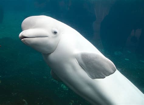 White Dolphin Mammal · Free Photo On Pixabay