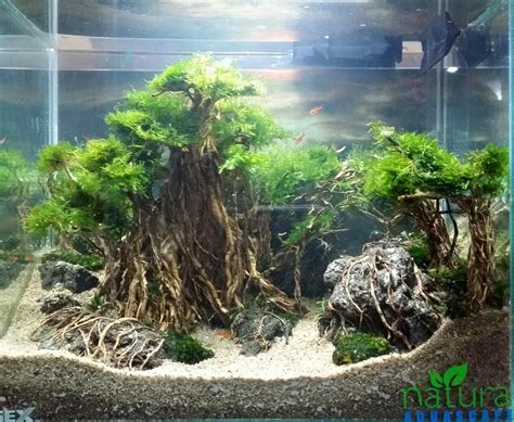 Aquascape is the only aquatic store in dubai that is dedicated to aquascape. Pin by Stephanus Mardianto on Aquascape | Biotope aquarium ...