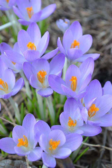 Snow Crocus Birds And Blooms