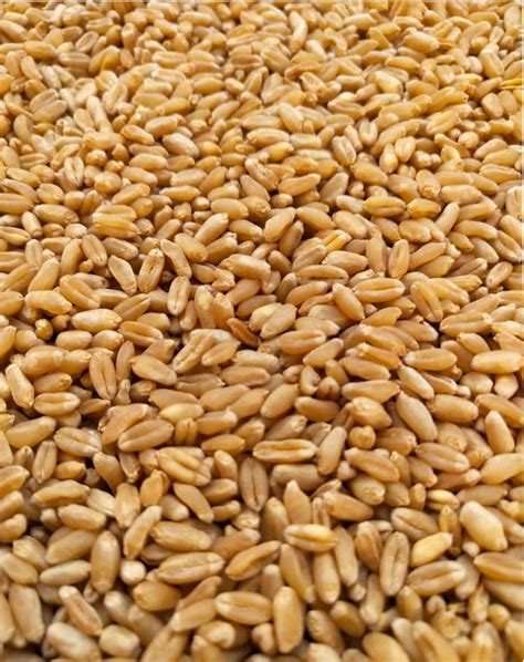 Dg09 Israeli Wheat Seeds Dg09 Wheat Seed Buy Online