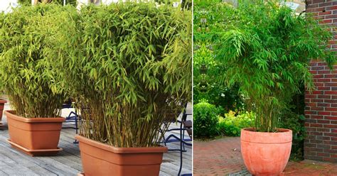 How To Grow Bamboo In Pots Growing Bamboo In Containers