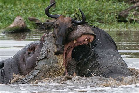 wildebeest in middle of fight between croc and hippo africa geographic