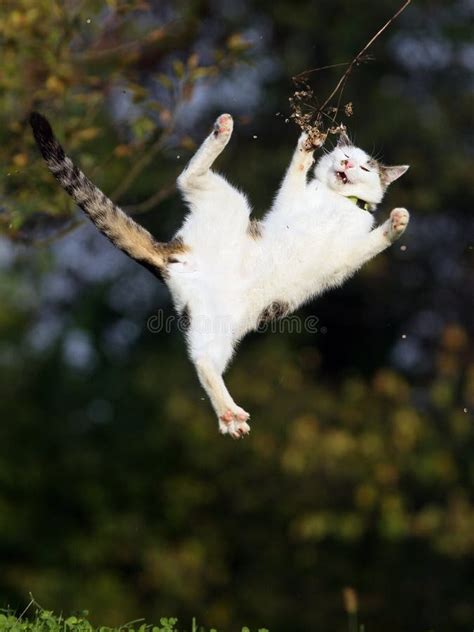 Funny Cat Jumping Stock Images Download 1581 Royalty Free Photos