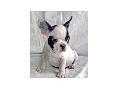 Buy and sell french bulldog to buy on animals sale page: FRENCH BULLDOG PUPPIES FOR SALE AT AFFORDABLE PRICES ...