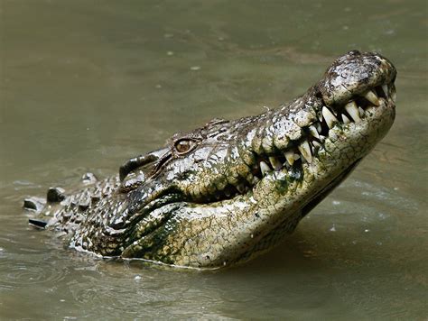 American Crocodile — Jamaican Petrel