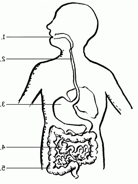 Human Digestive System Coloring Pages Learny Kids