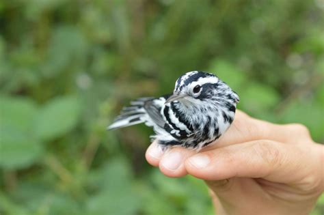 Carnegie Museum Of Natural History — Boldly Striped Black And White Warblers Mniotilta