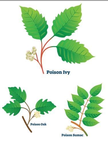 One Gardener To Another How To Identify And Treat Poison Ivy Oak And