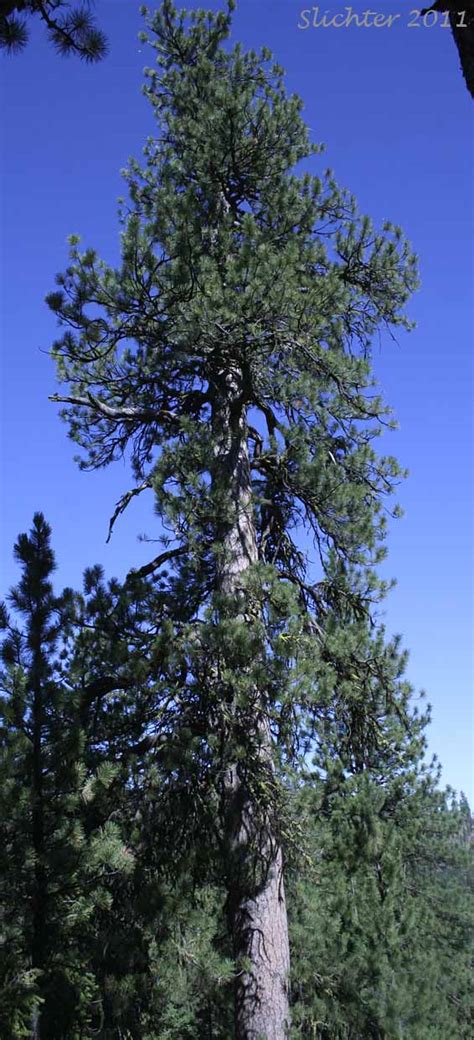 Ponderosa Pine Western Yellow Pine Blackjack Pine Bull Pine Pinus