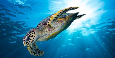 Go Diving And Swimming With Hawksbill Sea Turtles Diviac