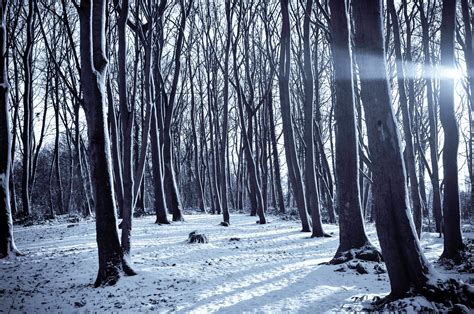 Mountain Surrounded By Trees With Snows · Free Stock Photo