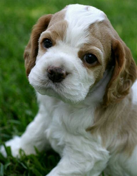 Puppyfinder.com is your source for finding an ideal cocker spaniel puppy for sale in usa. 17 Best images about Cocker Spaniel