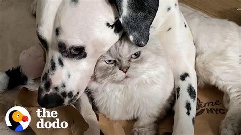 Dog Uses A Cat As A Pillow The Dodo Odd Couples Youtube