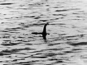 聲納捕捉尼斯湖水怪 身長約10公尺是最引人注目的證據 | 國際 | 三立新聞網 SETN.COM