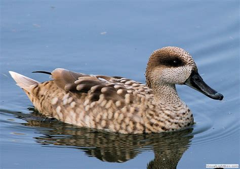 Identify Marbled Teal Or Marbled Duck Wildfowl Photography