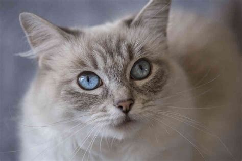 Ragdoll Cat Cat Breeds Informations Full Of Cats