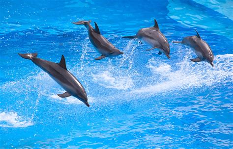 Banco De Imágenes Gratis Delfines Saltando En El Mar Azul Dolphins