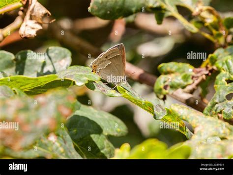 Prees Shropshire Hi Res Stock Photography And Images Alamy