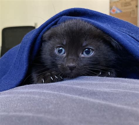 Comfy Kitten Eyebleach
