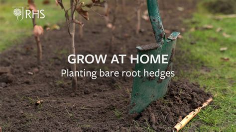How To Plant Bare Root Hedges Grow At Home Royal Horticultural