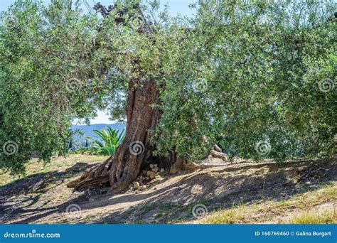 The Trunk Of The Old Olive Tree Stock Photo Image Of Texture