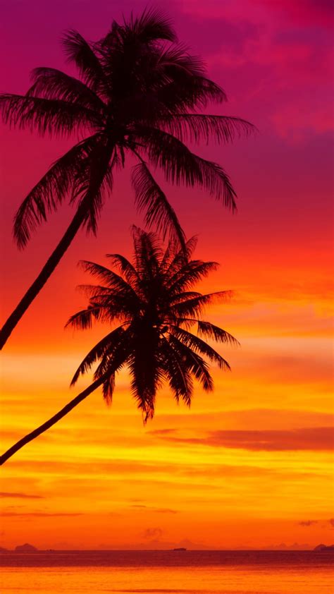 Amazing Pink And Orange Tropical Sunset Wallpaper For