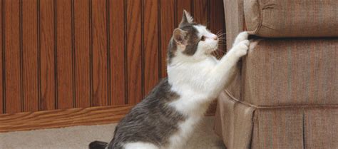 Stop cats from scratching leather furniture. How To Keep Cats From Scratching Leather Furniture - Cat ...