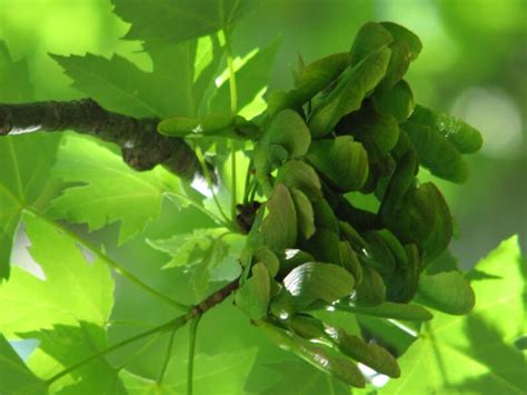 How To Get Rid Of Maple Tree Helicopters