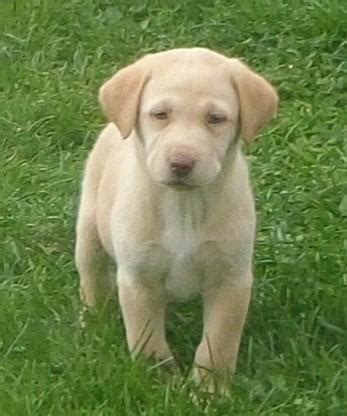 Our labrador retriever females are. AKC Champagne and white silver factored Lab puppies for ...