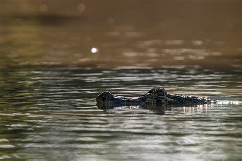 Yacare Caiman Tim Melling Naturetrek Wildlife Holidays Flickr