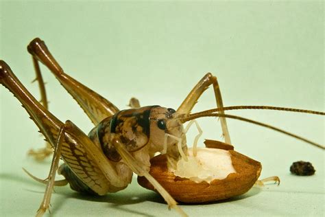 Cave Cricket Eating An Almond 2 Photograph By Douglas Barnett