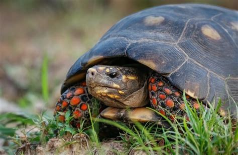 Make the jump to discover my top 5 reptiles for beginners and kids alike that are easy to handle. 10 Best Pet Tortoise Breeds for Beginners - Everything ...