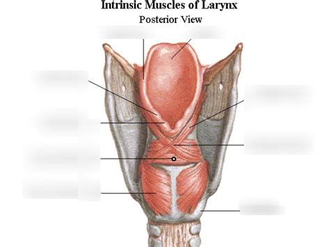 Intrinsic Muscles Of Larynx Posterior View Diagram Quizlet
