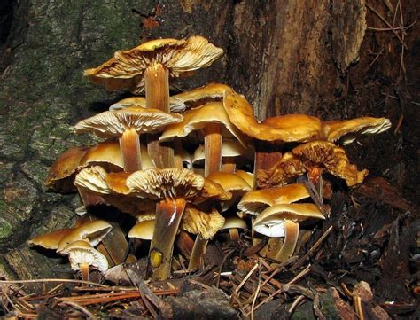 The 9 Most Common Edible Mushrooms In Massachusetts Foragingguru