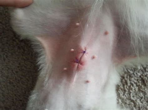 A spay is a surgical procedure in which the ovaries and uterus are surgically removed. How to Remove Stitches From a Dog
