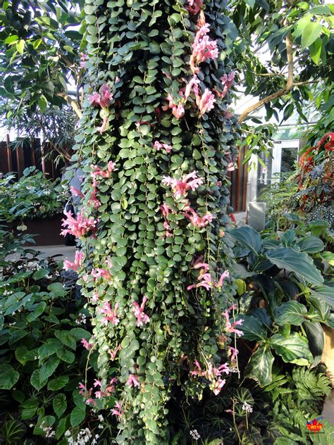 Flora Lipstick Plant Aeschynanthus Thai Pink Gesne Flickr