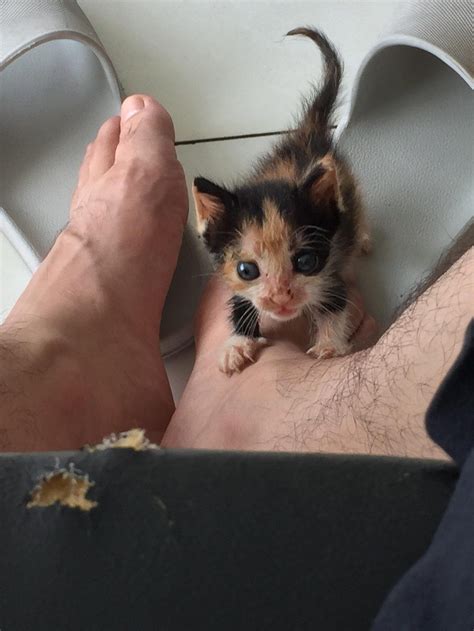 A Tiny Kitten Who Was Rejected By Her Mother Was Given A Second Chance